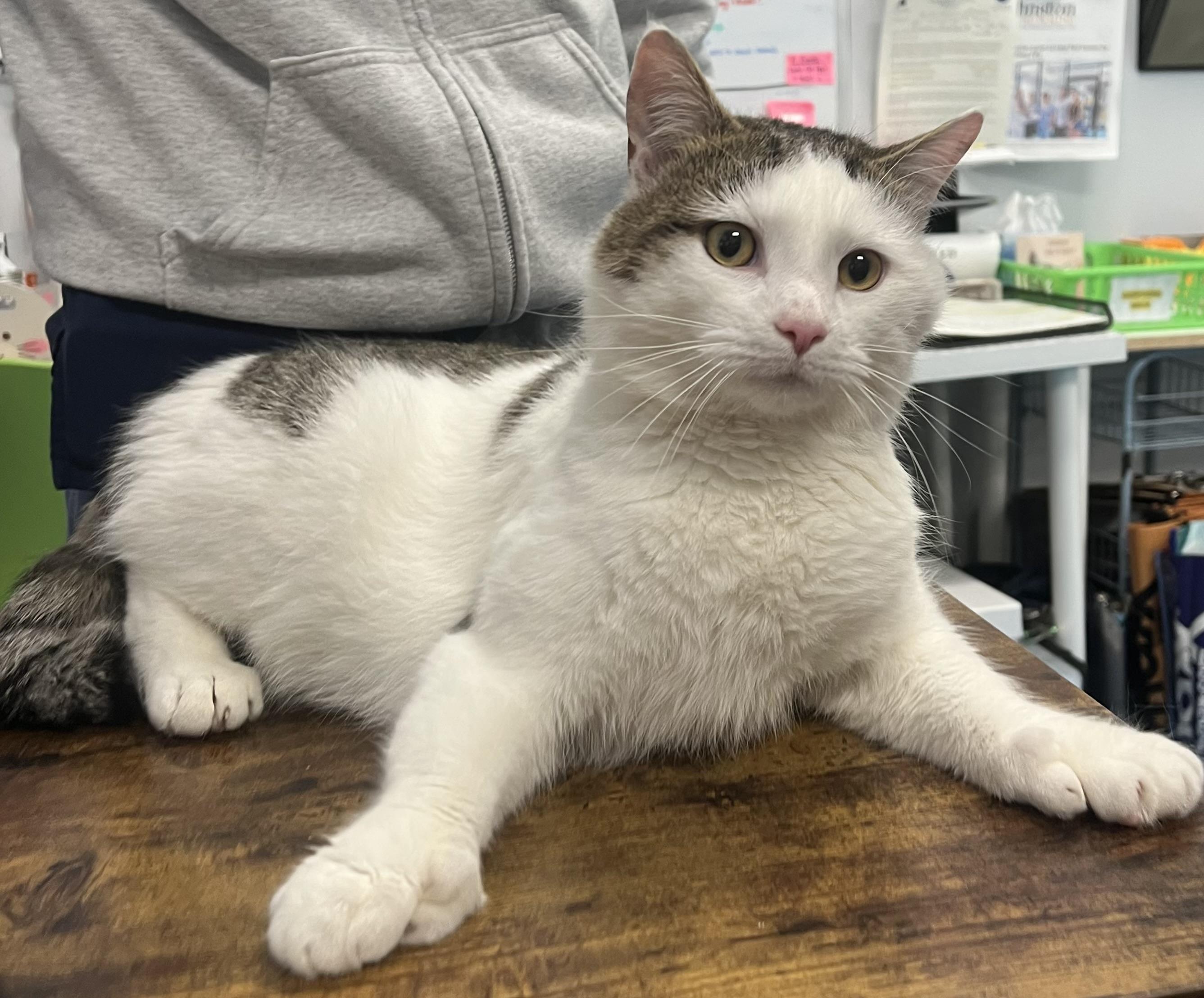 Enlarge Ned, an adopted Domestic Short Hair in Johnston, RI image 2/6