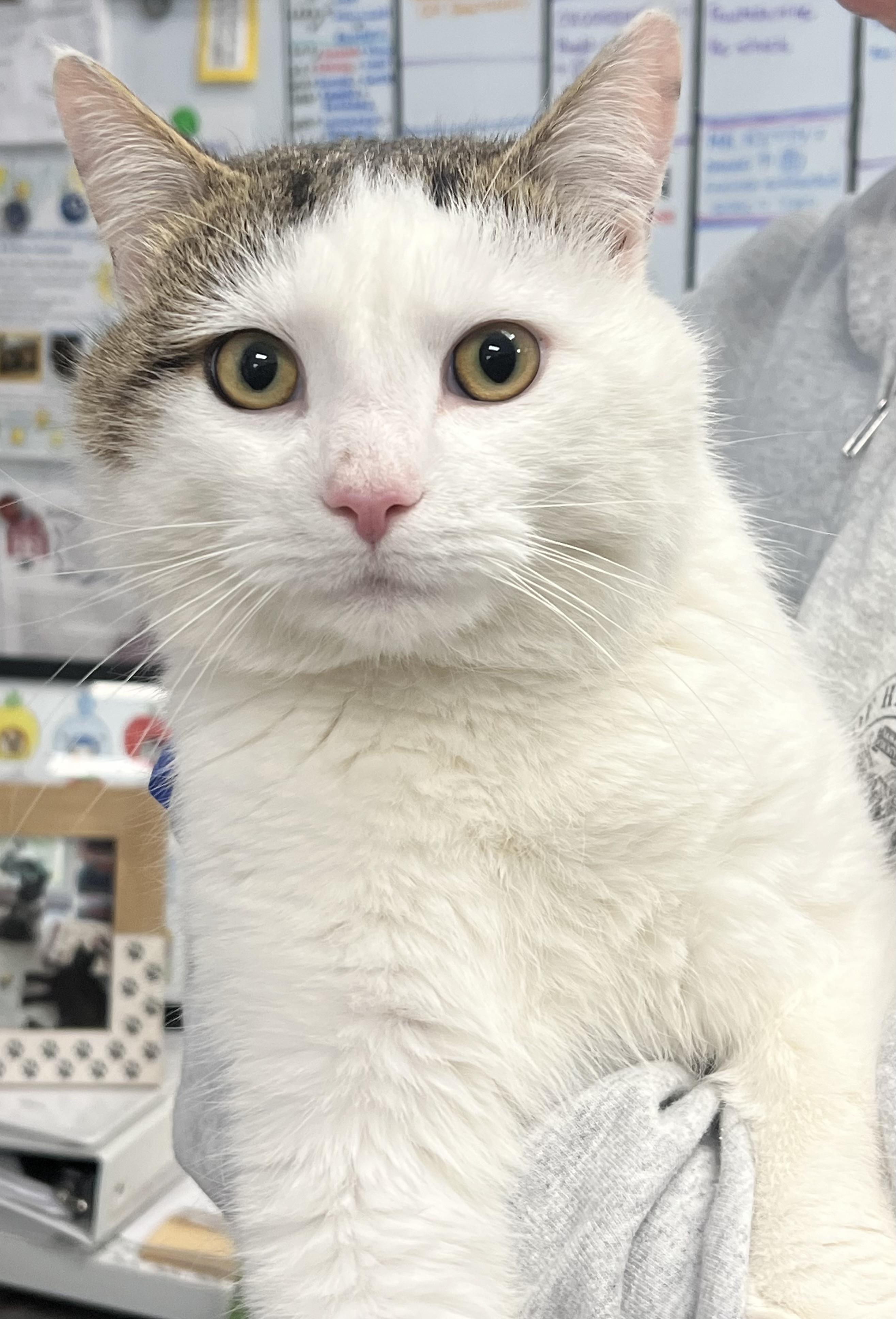 Enlarge Ned, an adopted Domestic Short Hair in Johnston, RI image 3/6