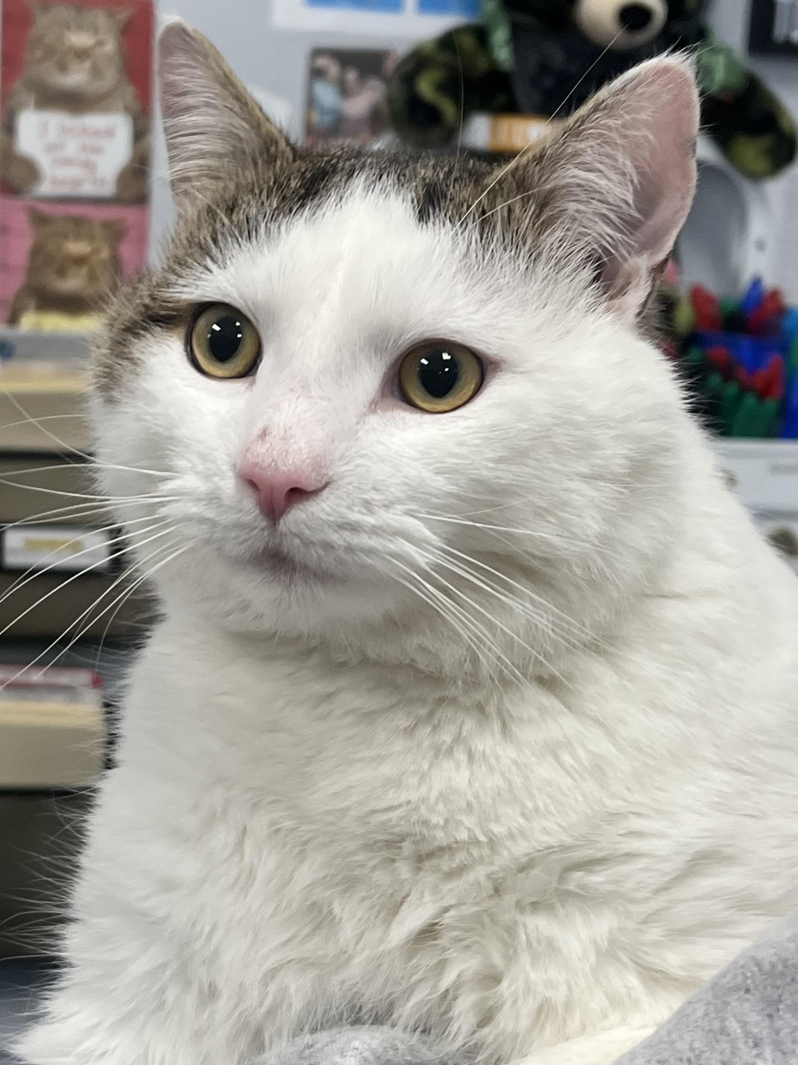 Enlarge Ned, an adopted Domestic Short Hair in Johnston, RI image 4/6