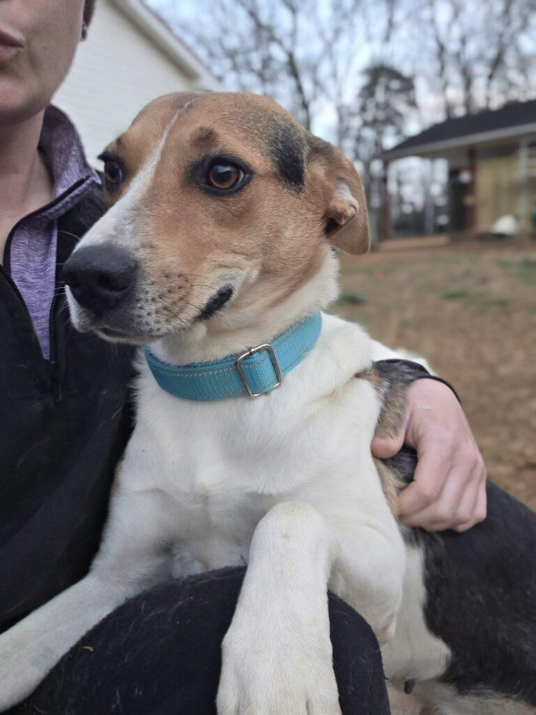 Enlarge Rose , a ADOPTABLE mixed breed in Red Hook, NY image 5/5