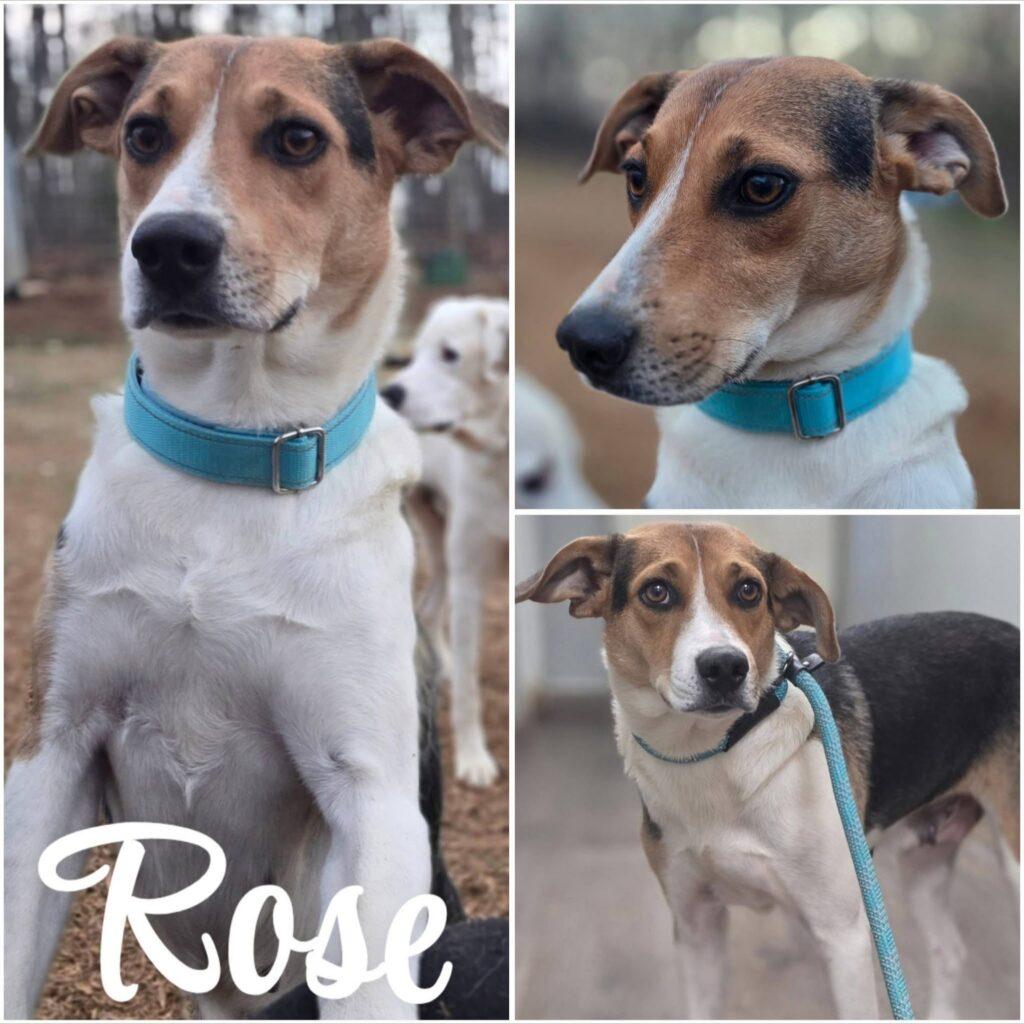 Rose , ADOPTABLE, Adult Female Hound.