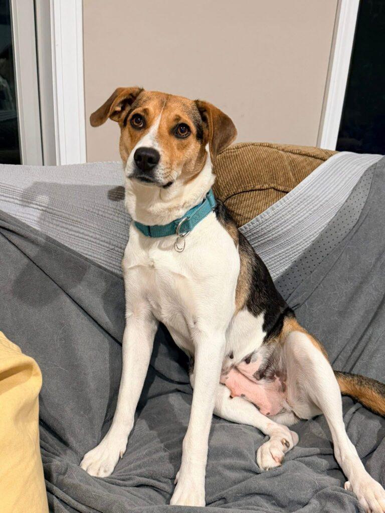 Enlarge Rose , a ADOPTABLE mixed breed in Red Hook, NY image 4/5