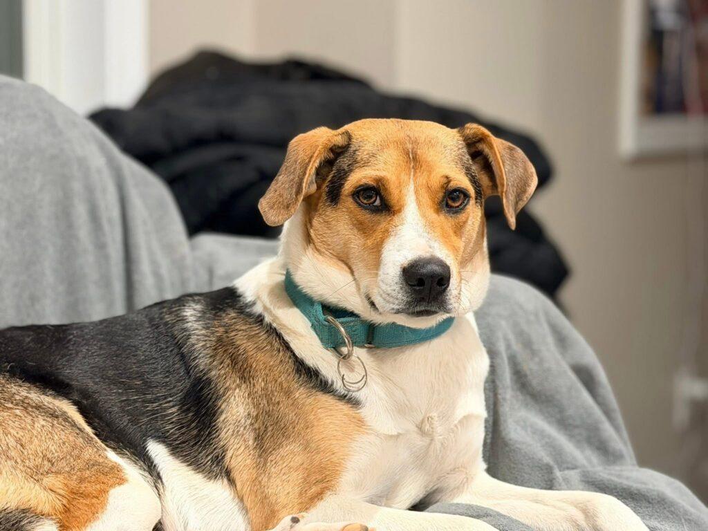 Enlarge Rose , a ADOPTABLE mixed breed in Red Hook, NY image 3/5