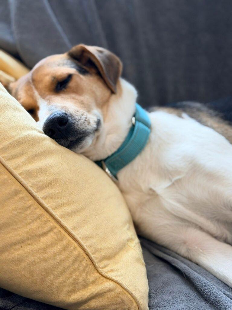 Enlarge Rose , a ADOPTABLE mixed breed in Red Hook, NY image 2/5