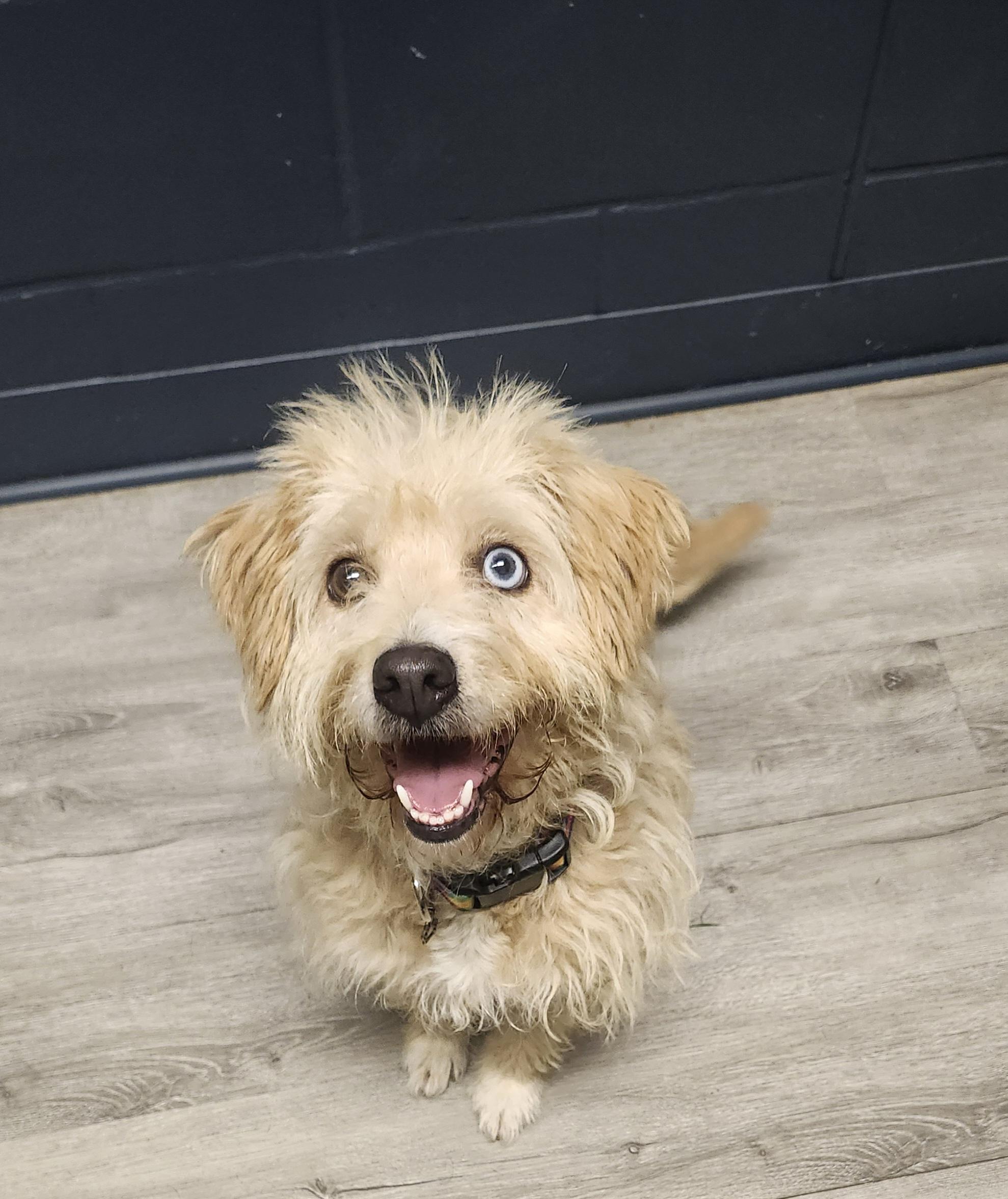 Enlarge Lady Blue, a Adopted mixed breed in Mansfield, OH image 4/5