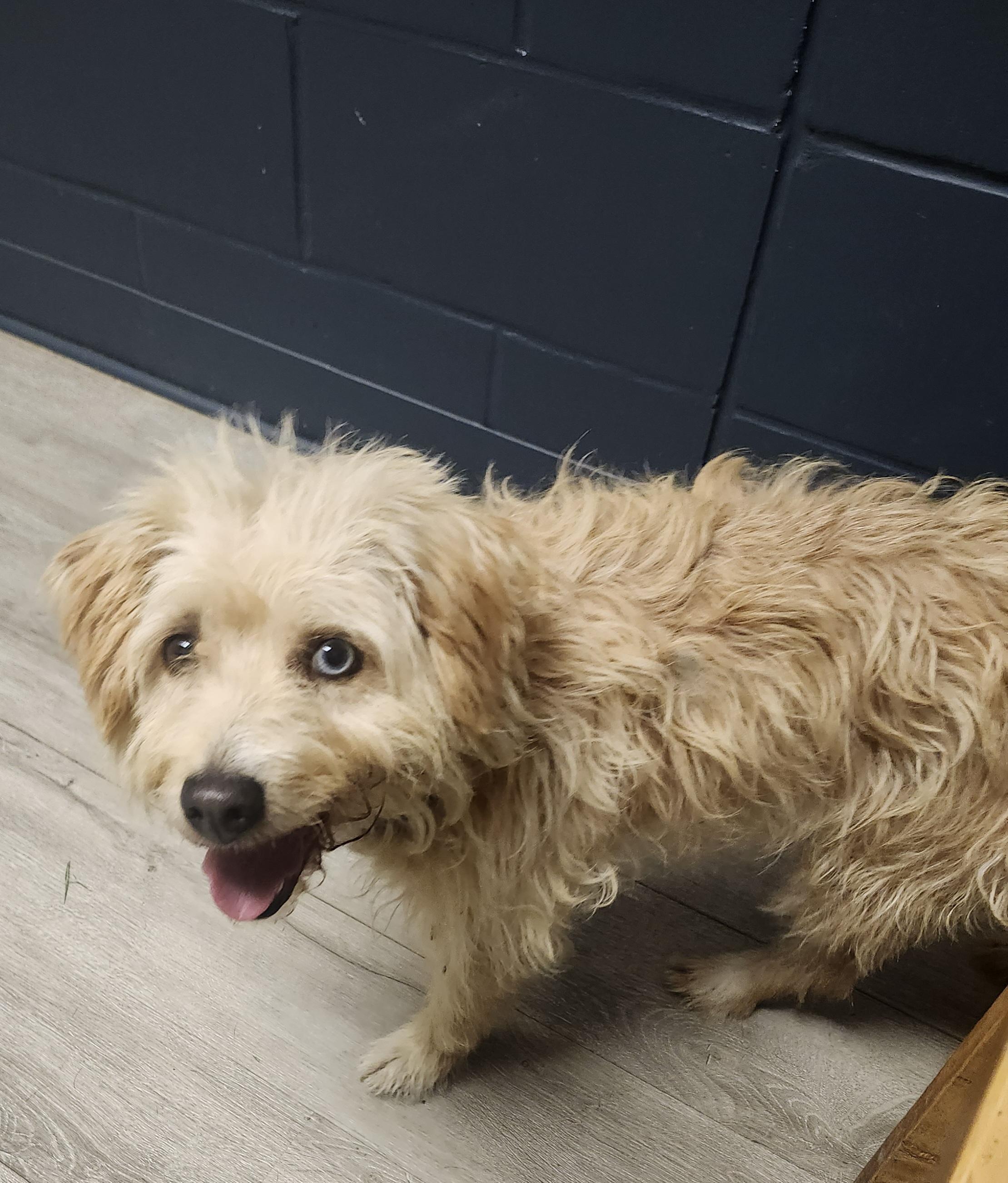 Enlarge Lady Blue, a Adopted mixed breed in Mansfield, OH image 5/5
