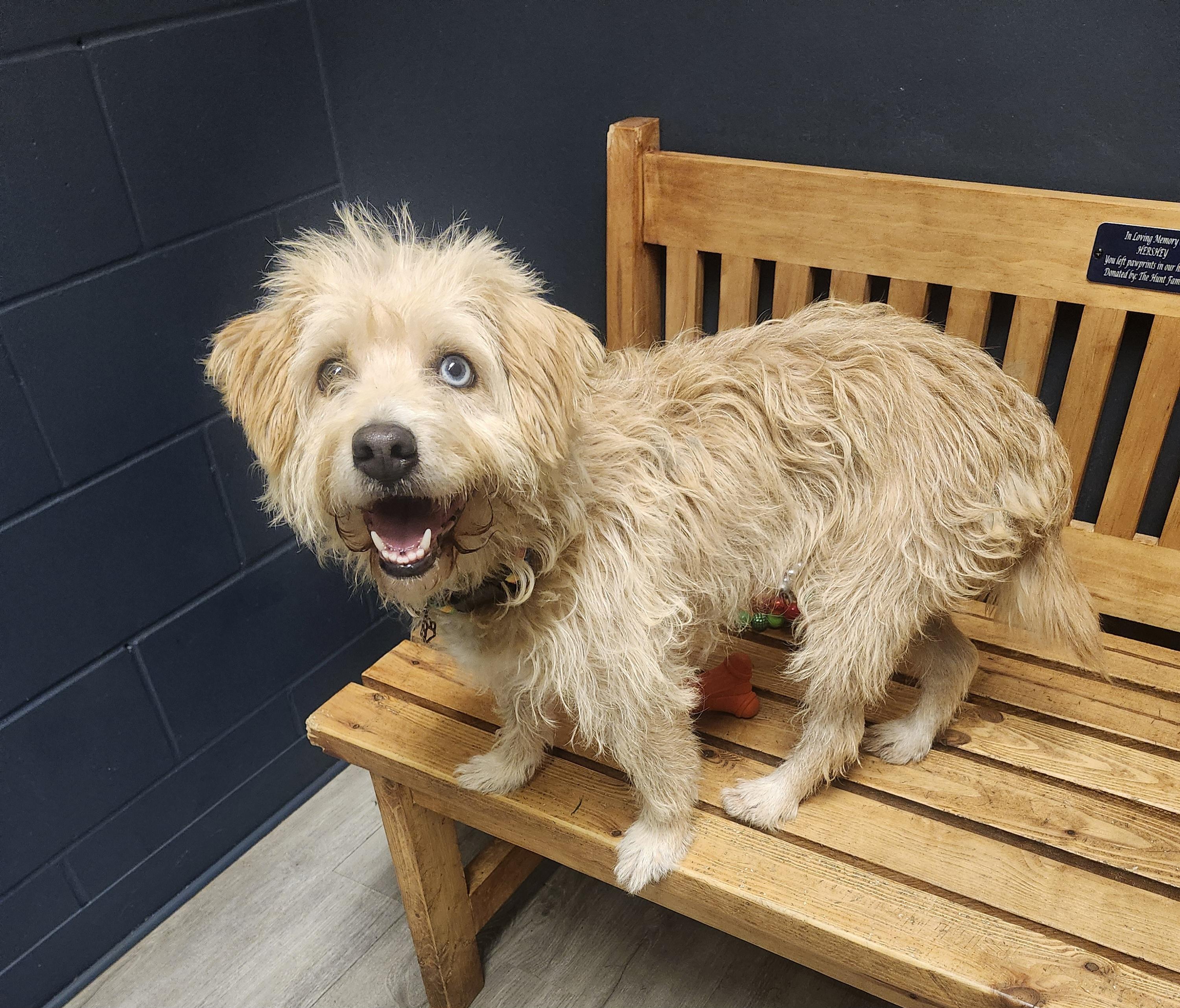 Enlarge Lady Blue, a Adopted mixed breed in Mansfield, OH image 1/5