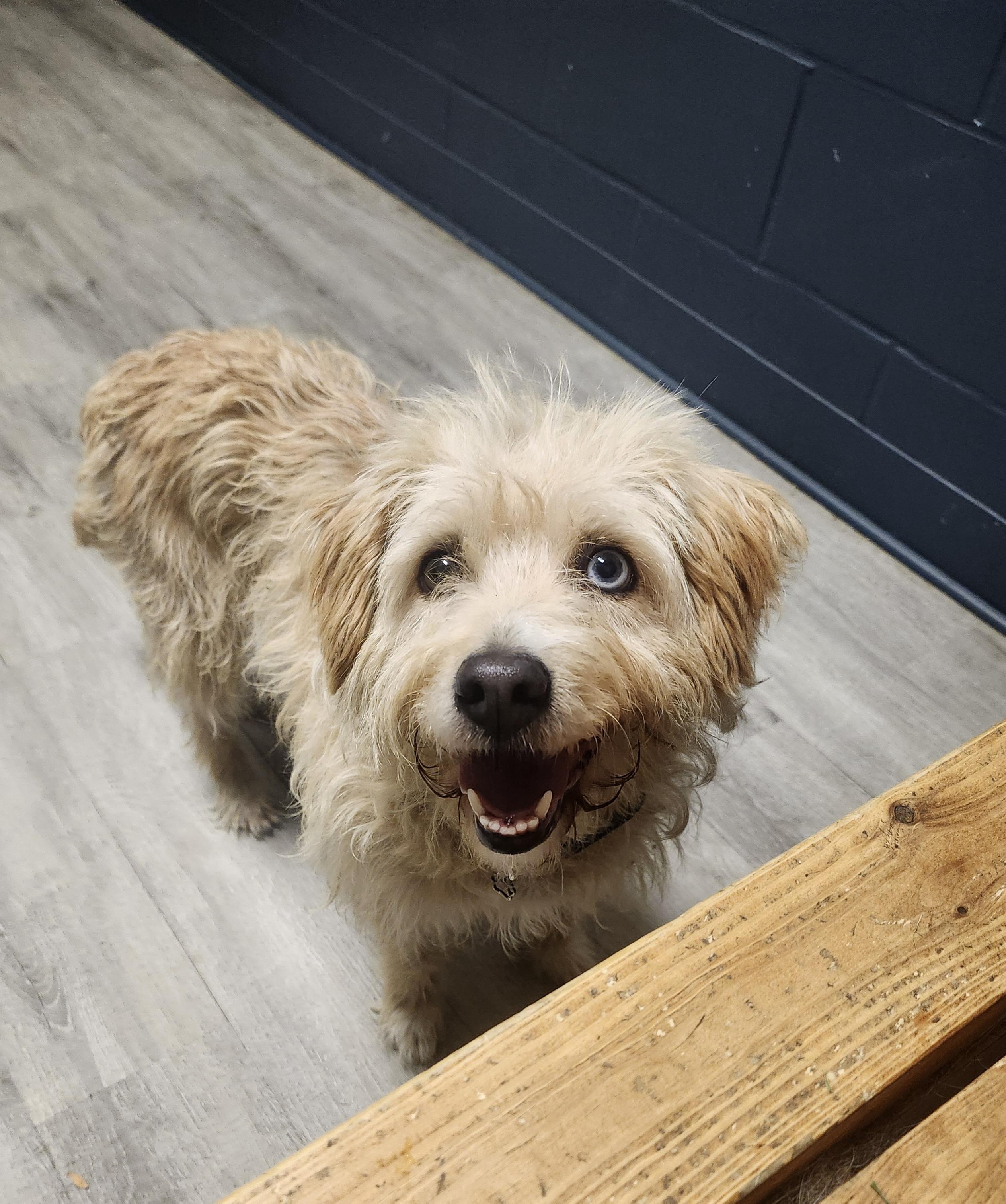 Enlarge Lady Blue, a Adopted mixed breed in Mansfield, OH image 3/5