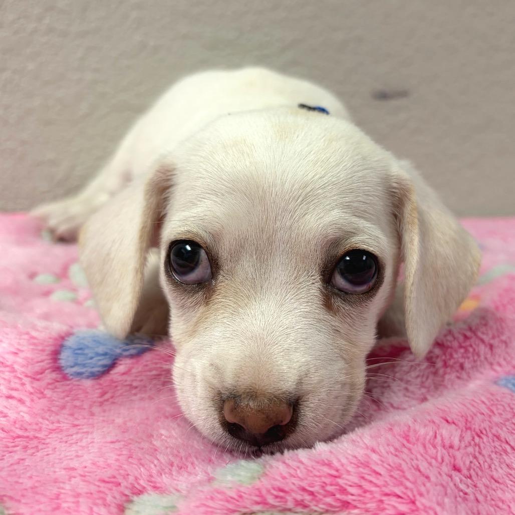 948 (2026) Klaus, Adoptable, Puppy Male Maltese & Mixed Breed.