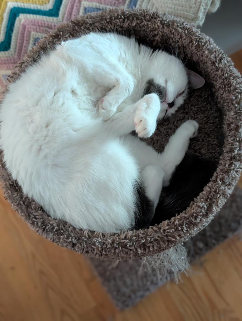 Purrtricia24F, Adoptable, Adult Female Domestic Short Hair.