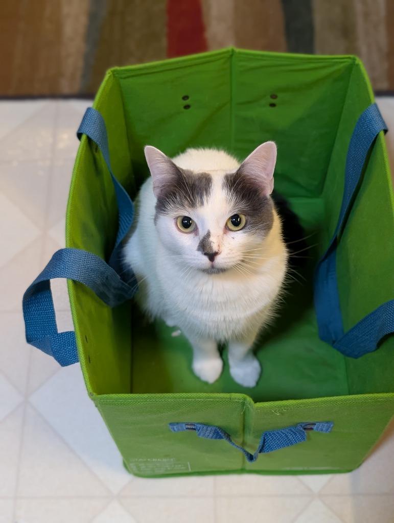 Enlarge Purrtricia24F, a Adoptable mixed breed in Youngsville, NC image 2/3