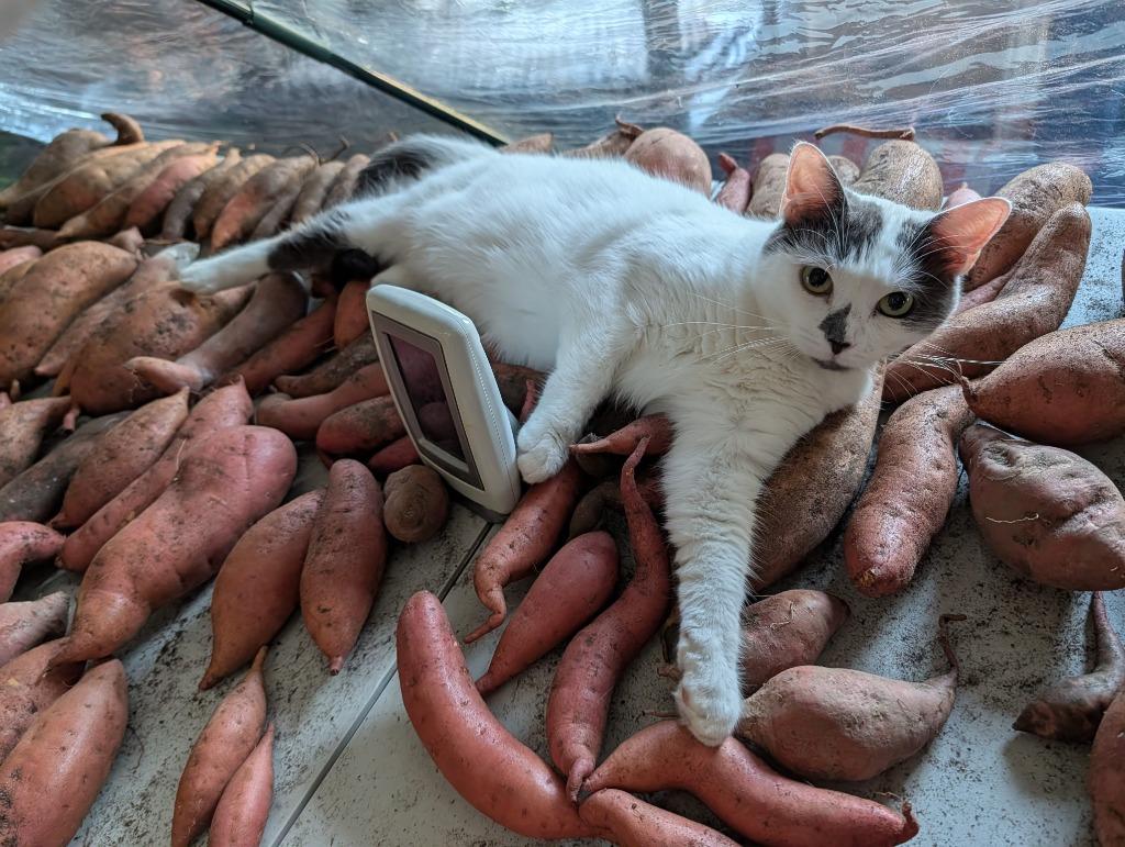 Enlarge Purrtricia24F, a Adoptable mixed breed in Youngsville, NC image 2/3