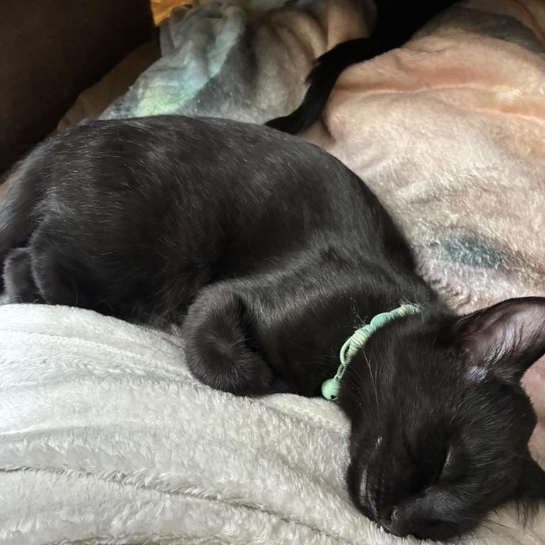 Lady, ADOPTABLE, Kitten Female Domestic Short Hair.