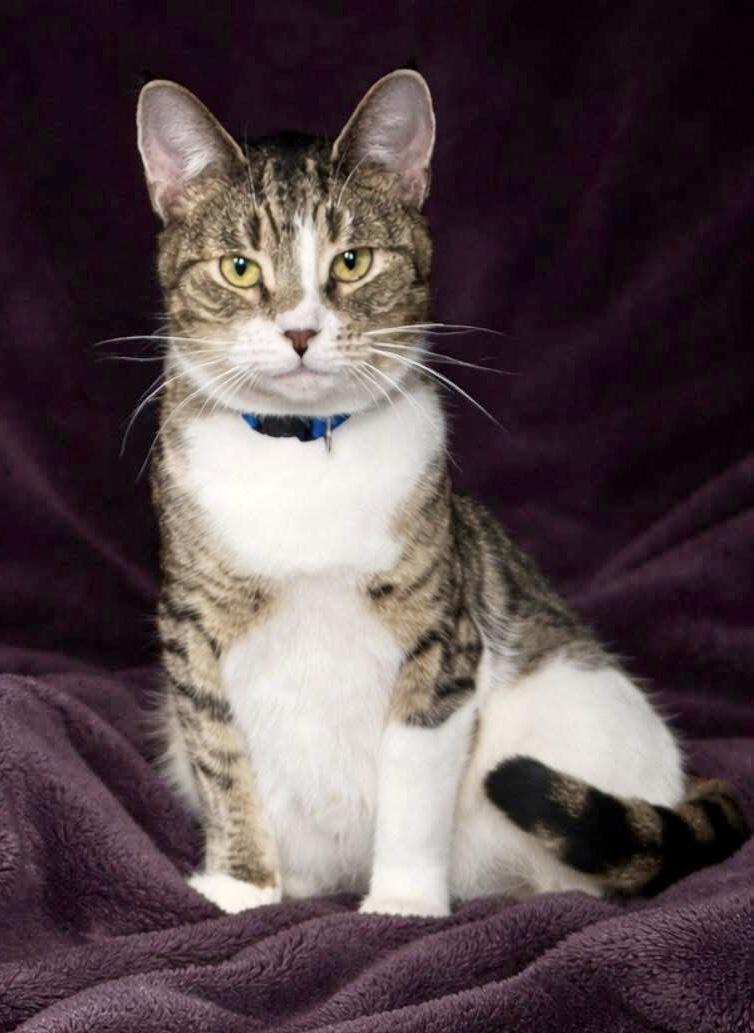 Enlarge TIGGER, a ADOPTABLE mixed breed in Beechbottom, WV image 1/1