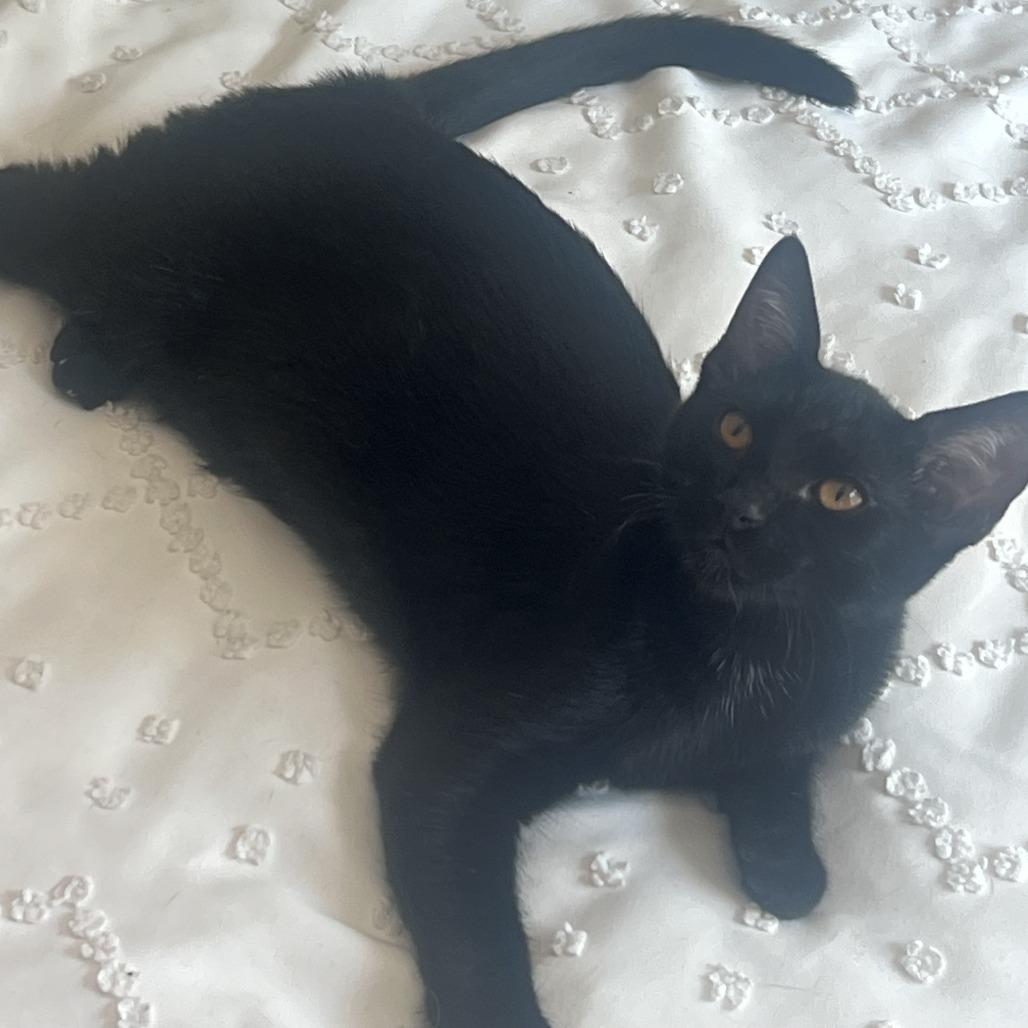 Teriyaki, Adoptable, Young Male Domestic Short Hair.