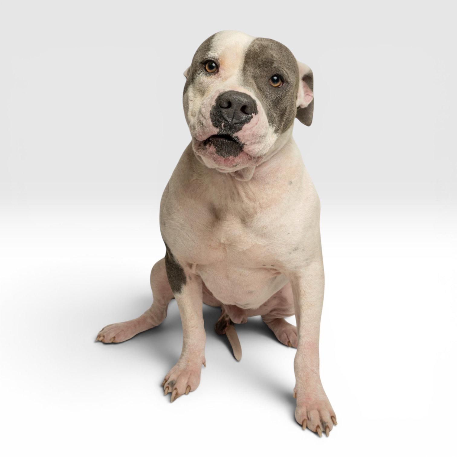 Enlarge Ducky, a Adoptable Pit Bull Terrier in Richardson, TX image 1/1