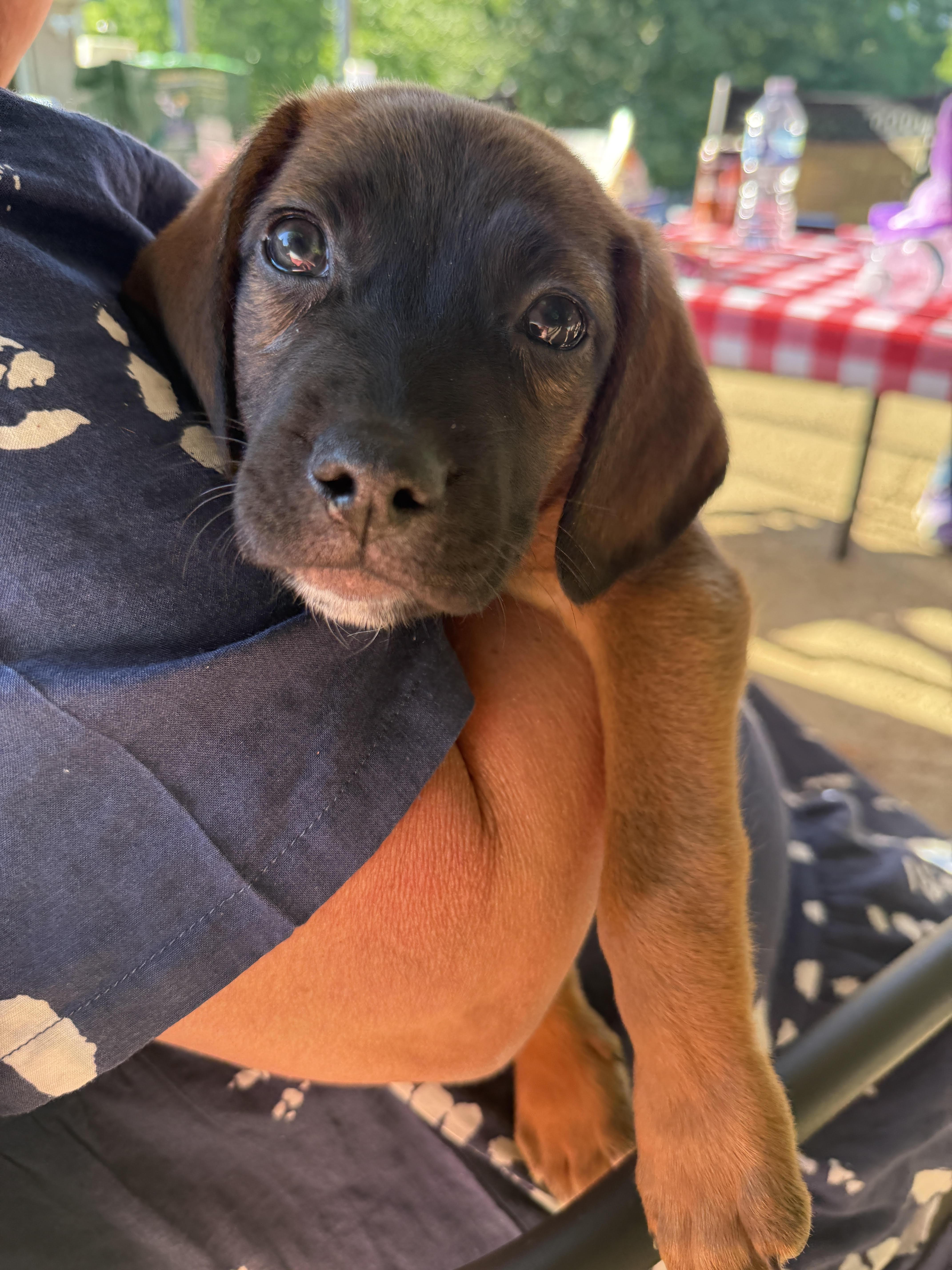 Pluto, adopted, Puppy Male Labrador Retriever & Hound.