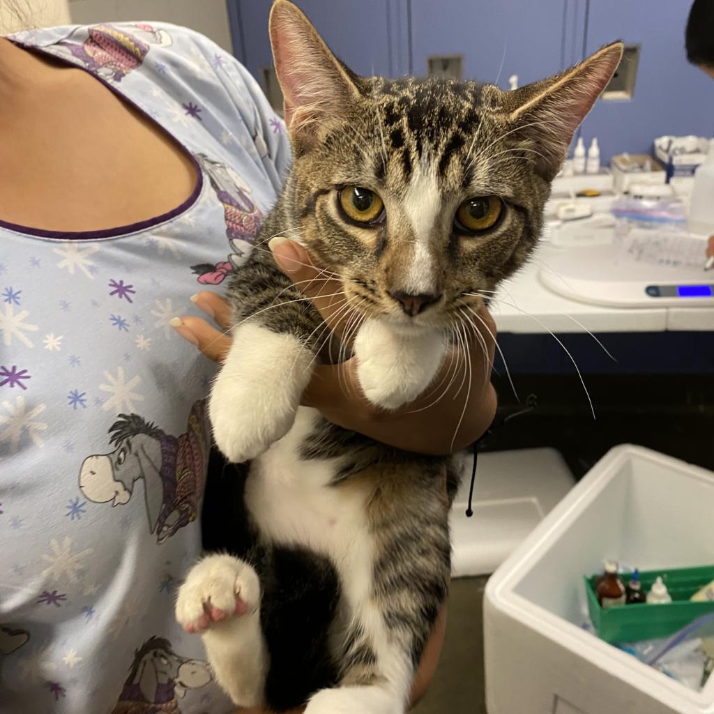 Cheese, Adoptable, Adult Male Domestic Short Hair.