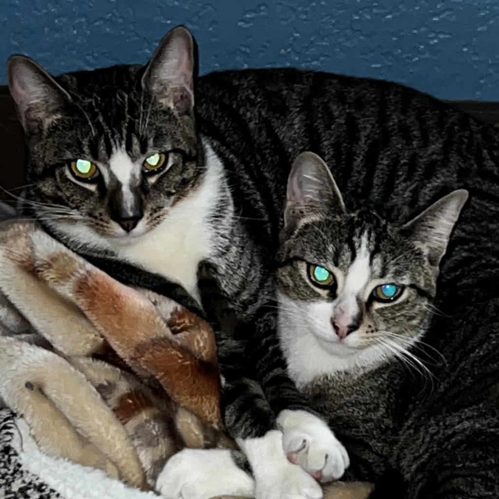 Enlarge Cheese, a Adoptable Domestic Short Hair in Los Angeles, CA image 2/4