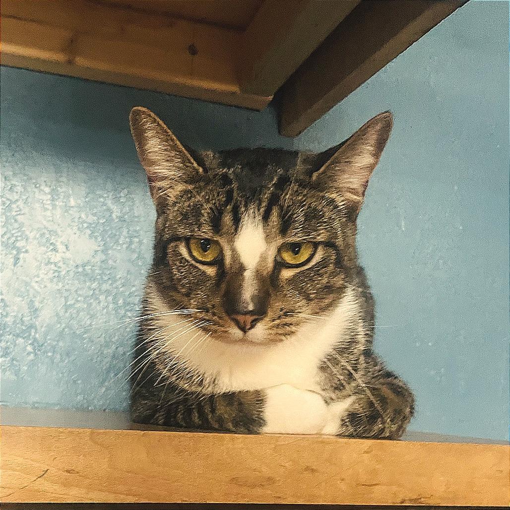 Enlarge Cheese, a Adoptable Domestic Short Hair in Los Angeles, CA image 3/4