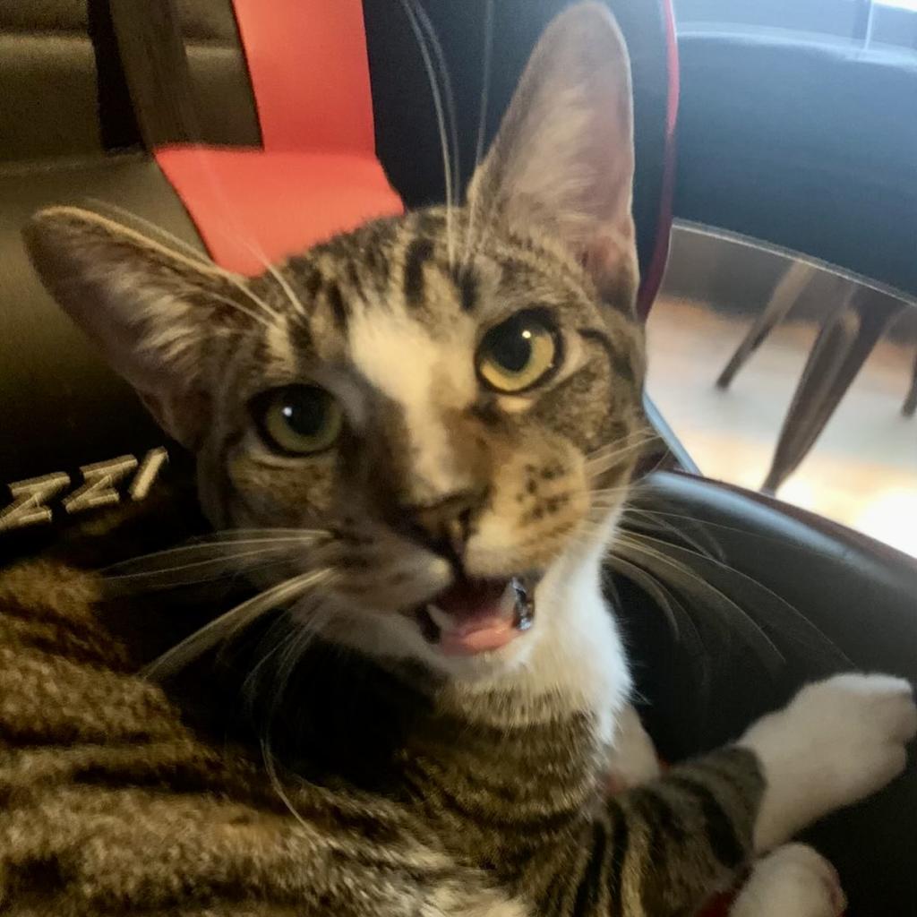 Enlarge Cheese, a Adoptable Domestic Short Hair in Los Angeles, CA image 4/4