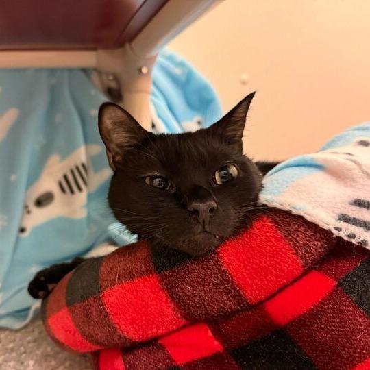 Leo, a Adoptable Domestic Short Hair in Enfield, NH image 1/6