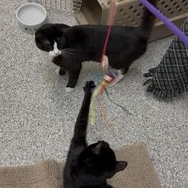 Leo, a Adoptable Domestic Short Hair in Enfield, NH image 2/6