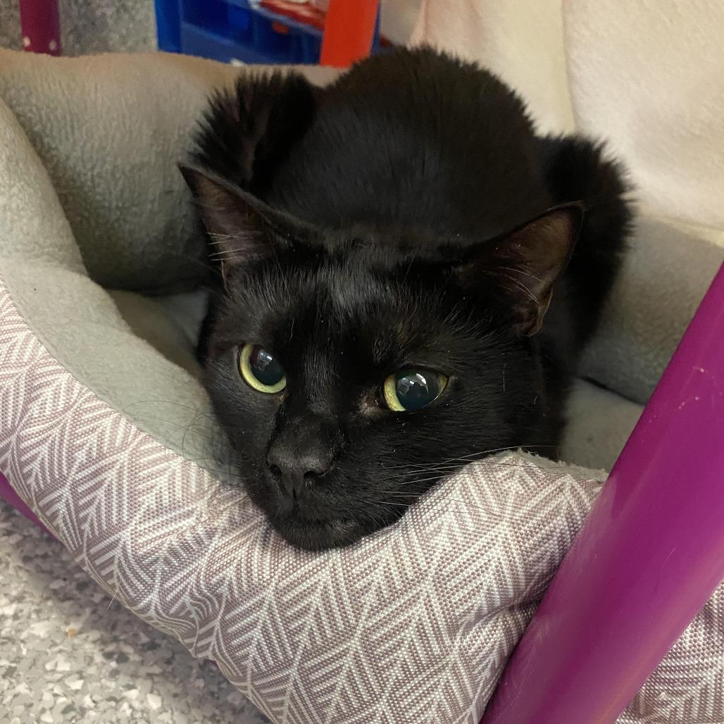 Leo, a Adoptable Domestic Short Hair in Enfield, NH image 3/6
