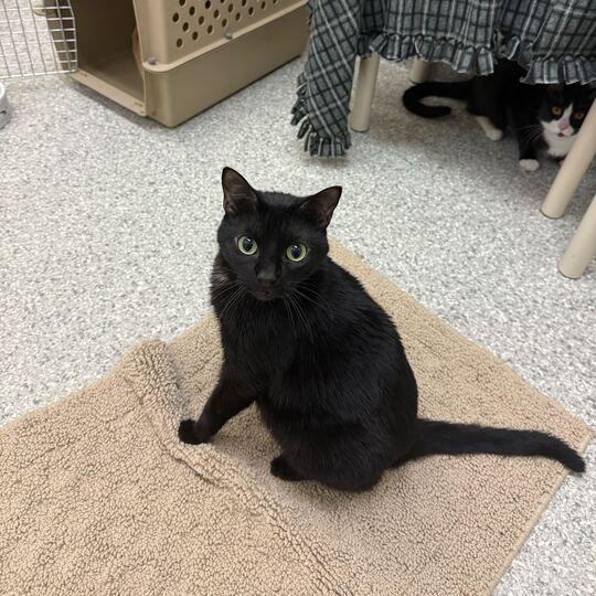 Leo, a Adoptable Domestic Short Hair in Enfield, NH image 4/6