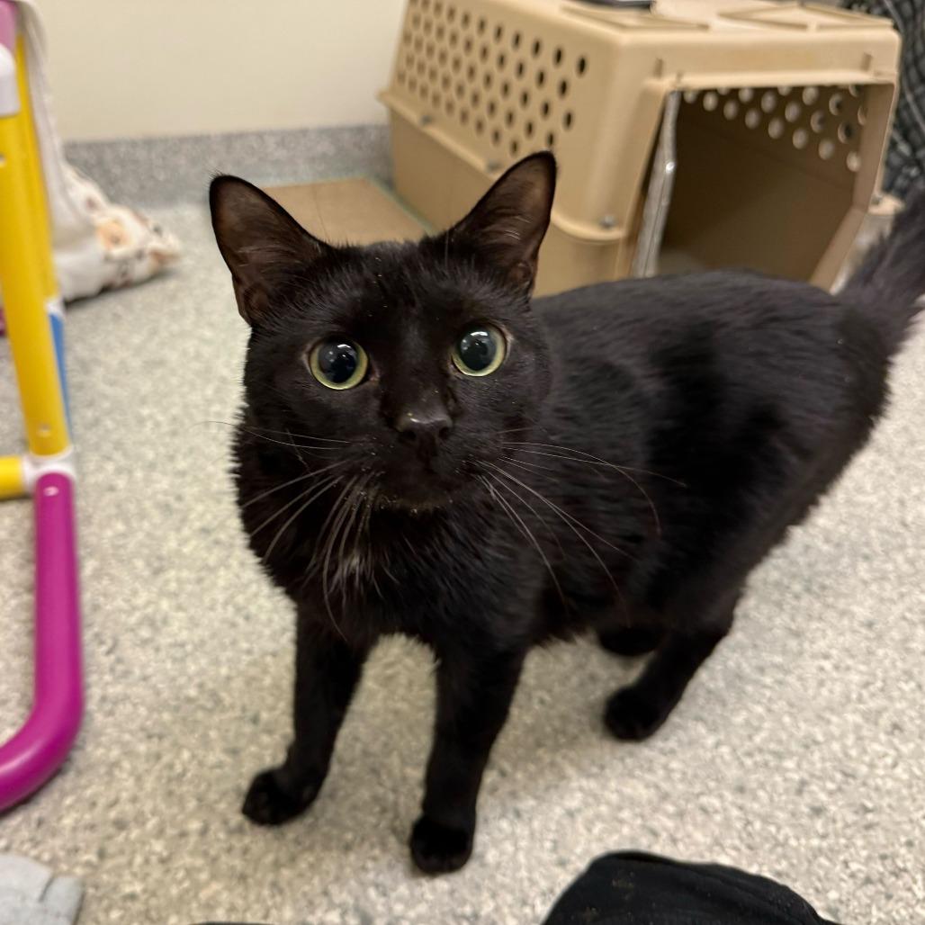 Leo, a Adoptable Domestic Short Hair in Enfield, NH image 5/6