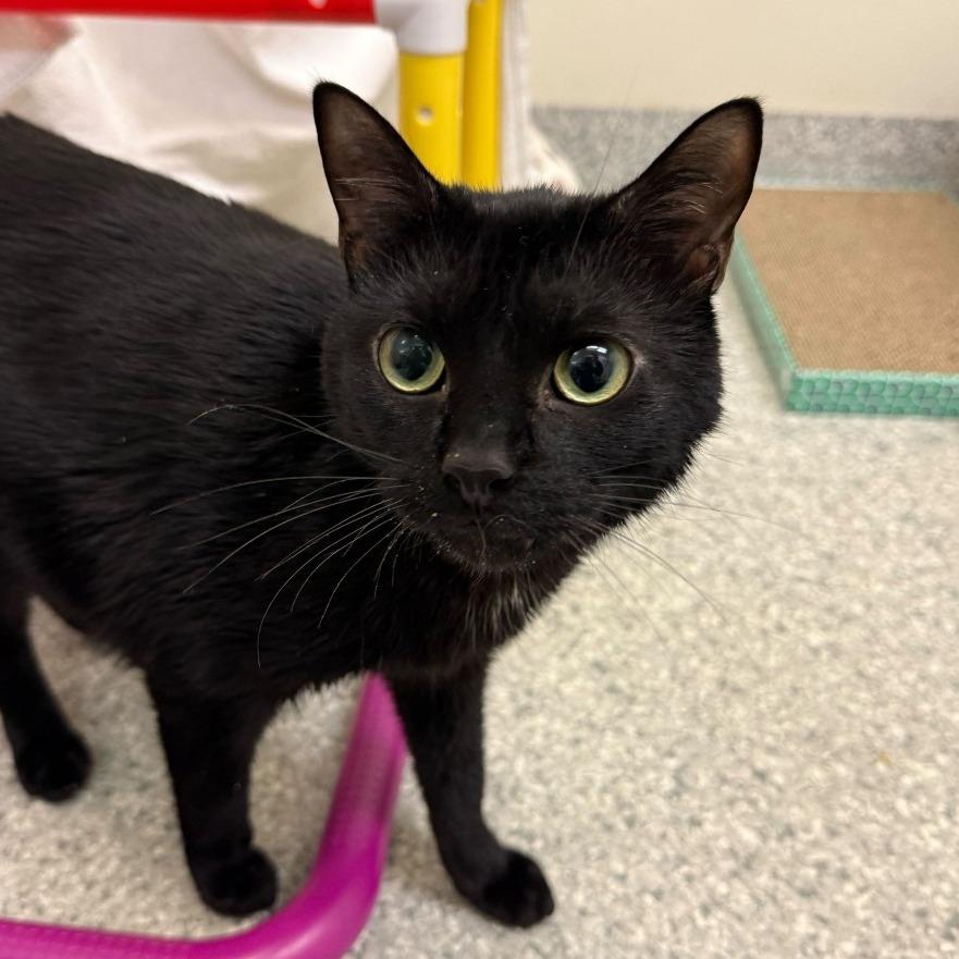 Leo, a Adoptable Domestic Short Hair in Enfield, NH image 6/6