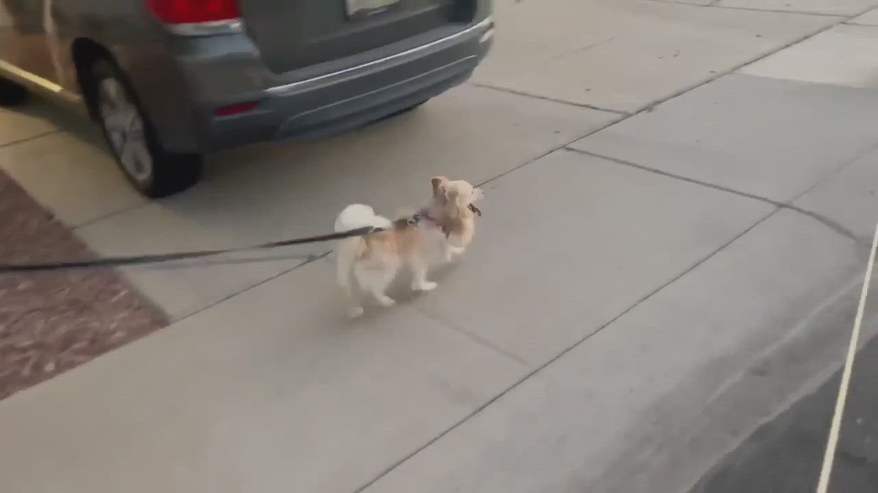 Enlarge Apollo, a Adopted mixed breed in El Mirage, AZ video 3/4