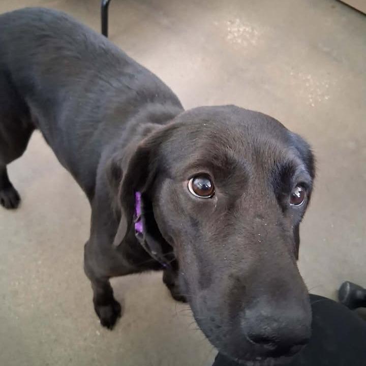 Chevy, Adoptable, Young Female Black Labrador Retriever.