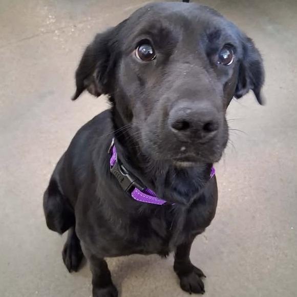 Enlarge Chevy, a Adoptable Black Labrador Retriever in Vinita, OK image 2/4