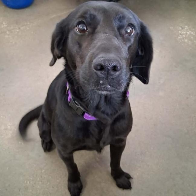 Enlarge Chevy, a Adoptable Black Labrador Retriever in Vinita, OK image 3/4