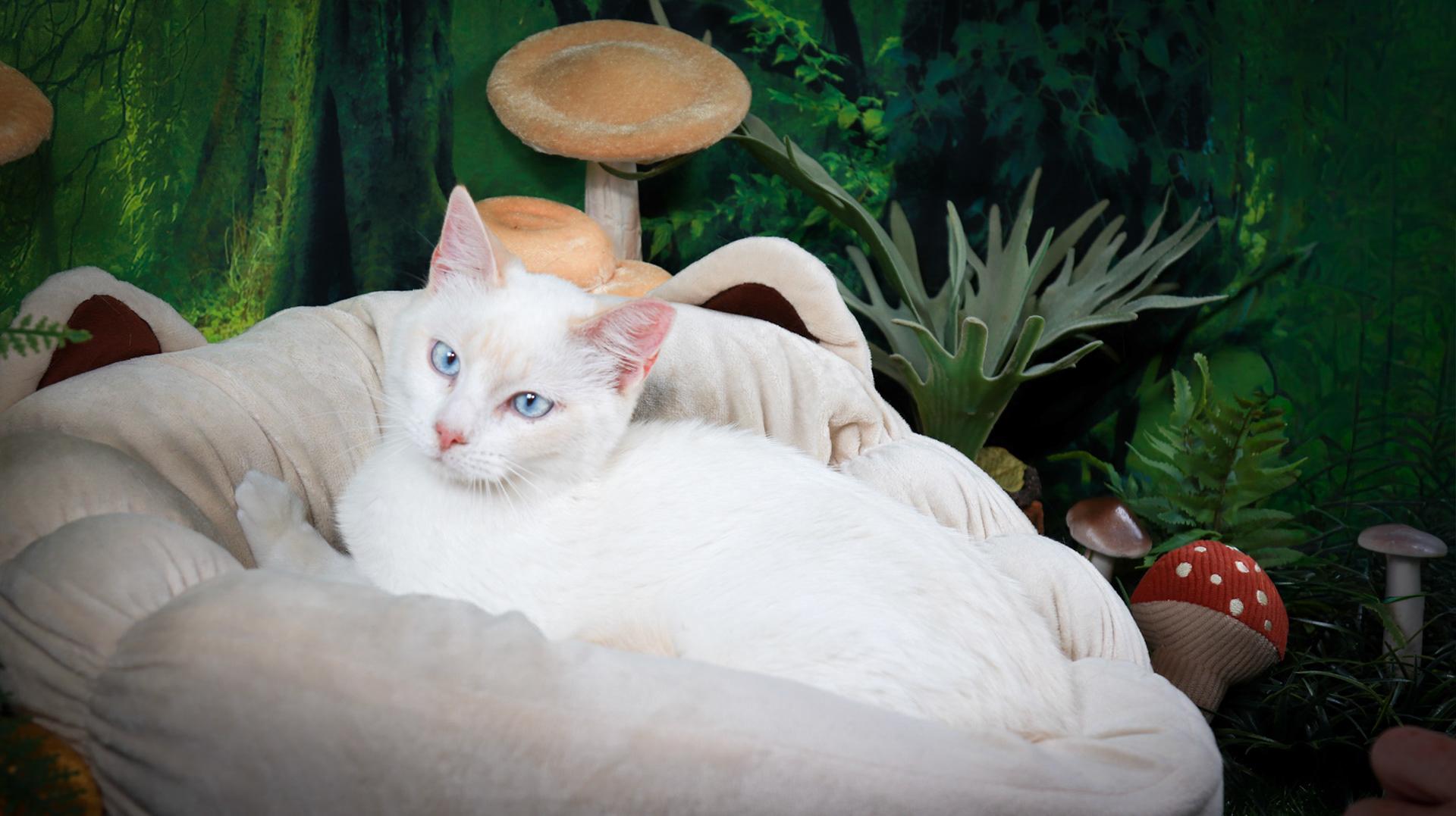 Amun Ra, adopted, Kitten Male Siamese & Domestic Short Hair.