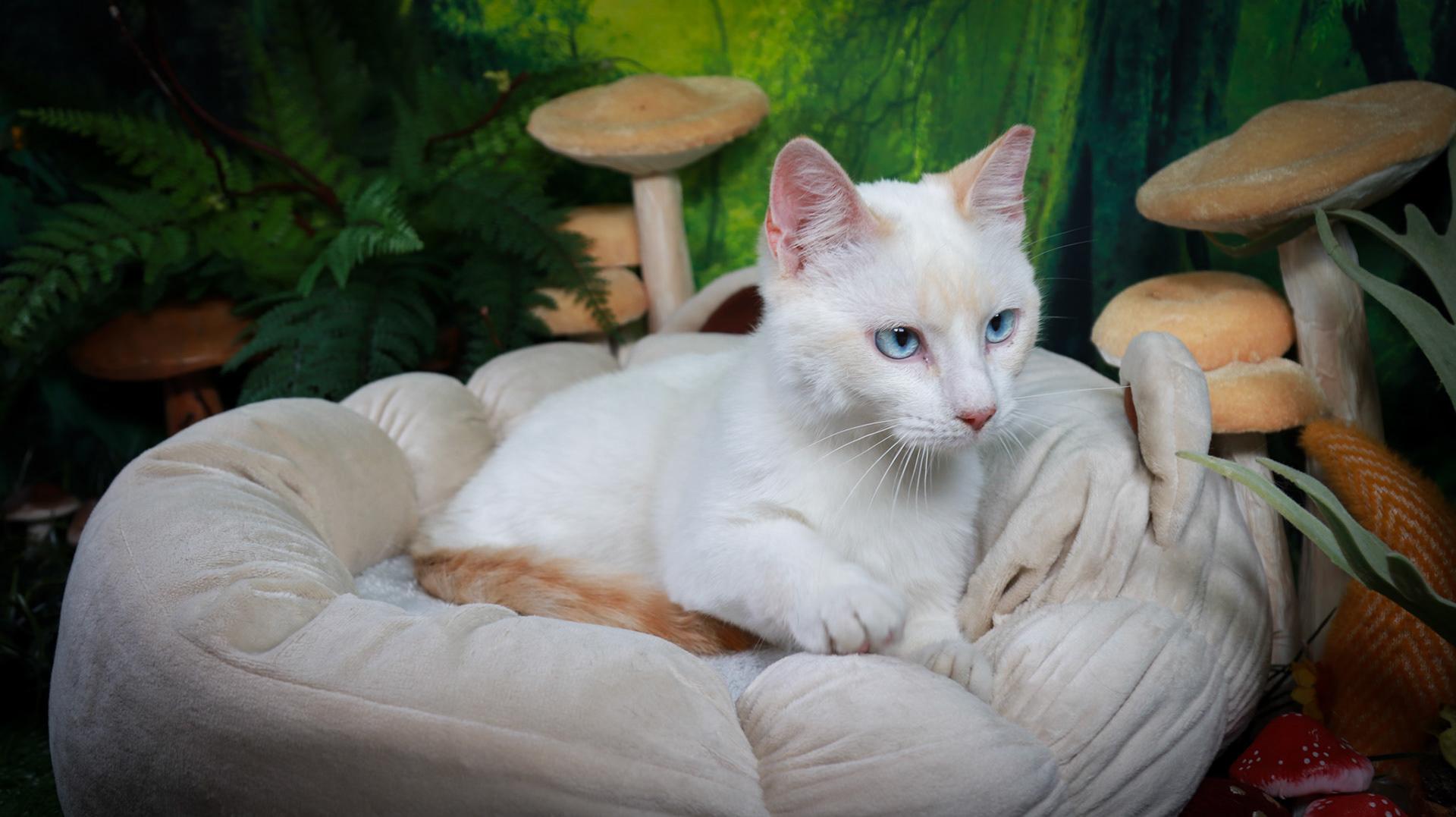 Amun Ra, an adopted mixed breed in Parker, TX image 5/6
