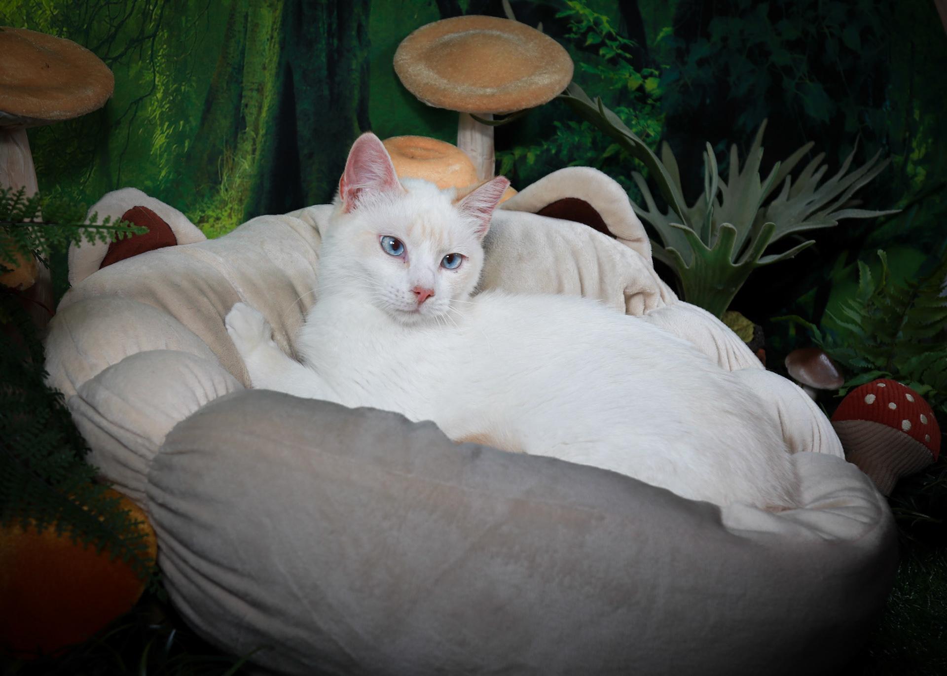 Amun Ra, an adopted mixed breed in Parker, TX image 4/6