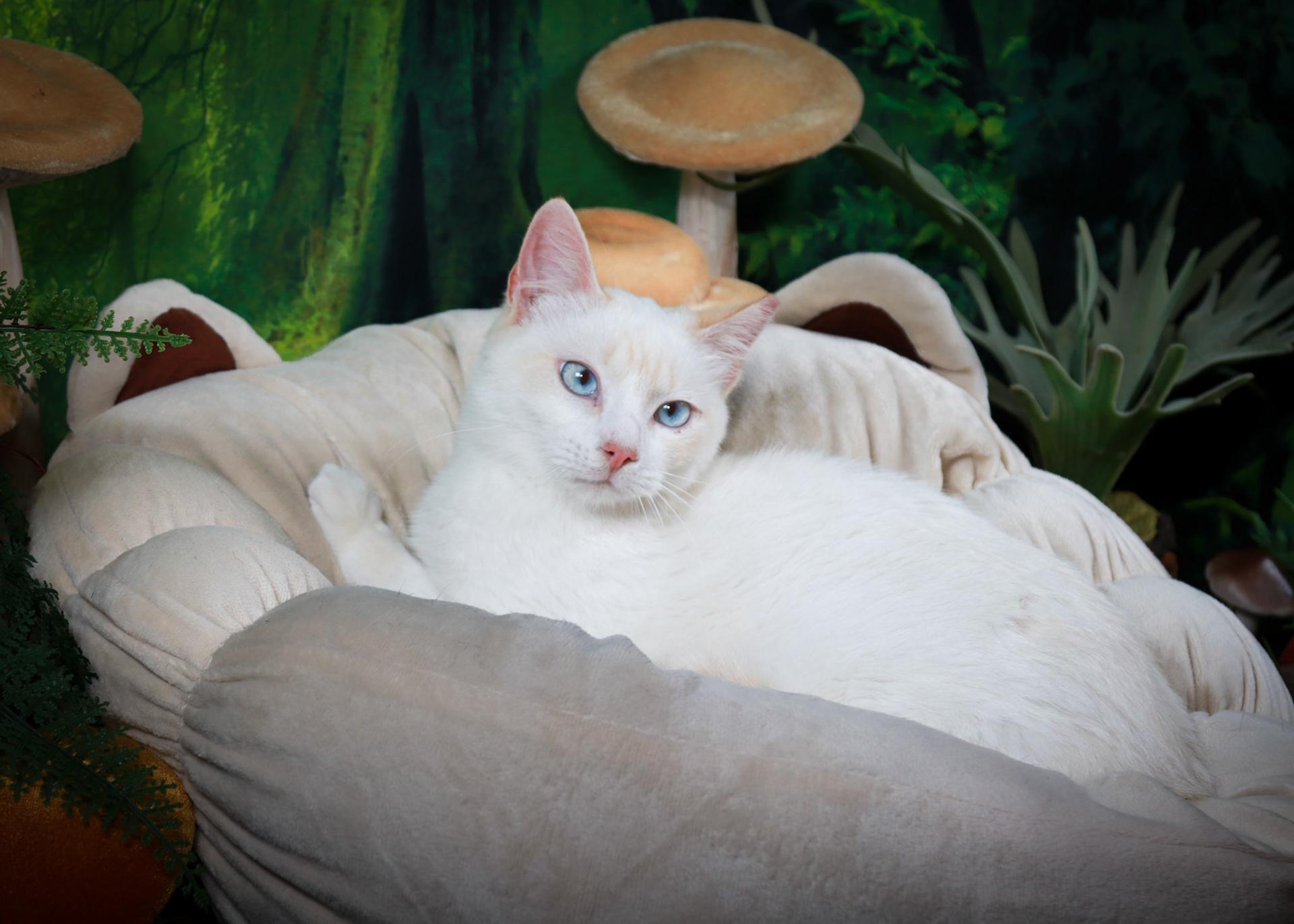 Amun Ra, an adopted mixed breed in Parker, TX image 6/6