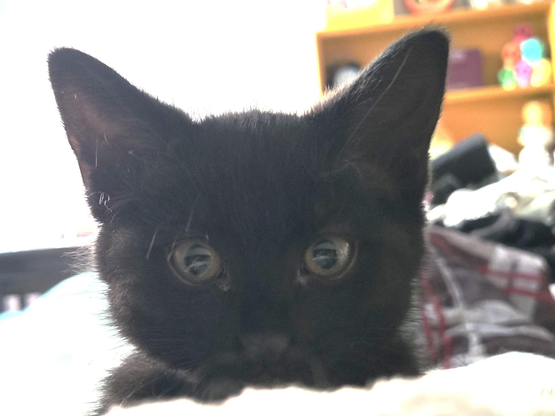 Enlarge Cosmo, a Adoptable Domestic Short Hair in Stoney Creek, ON image 3/3
