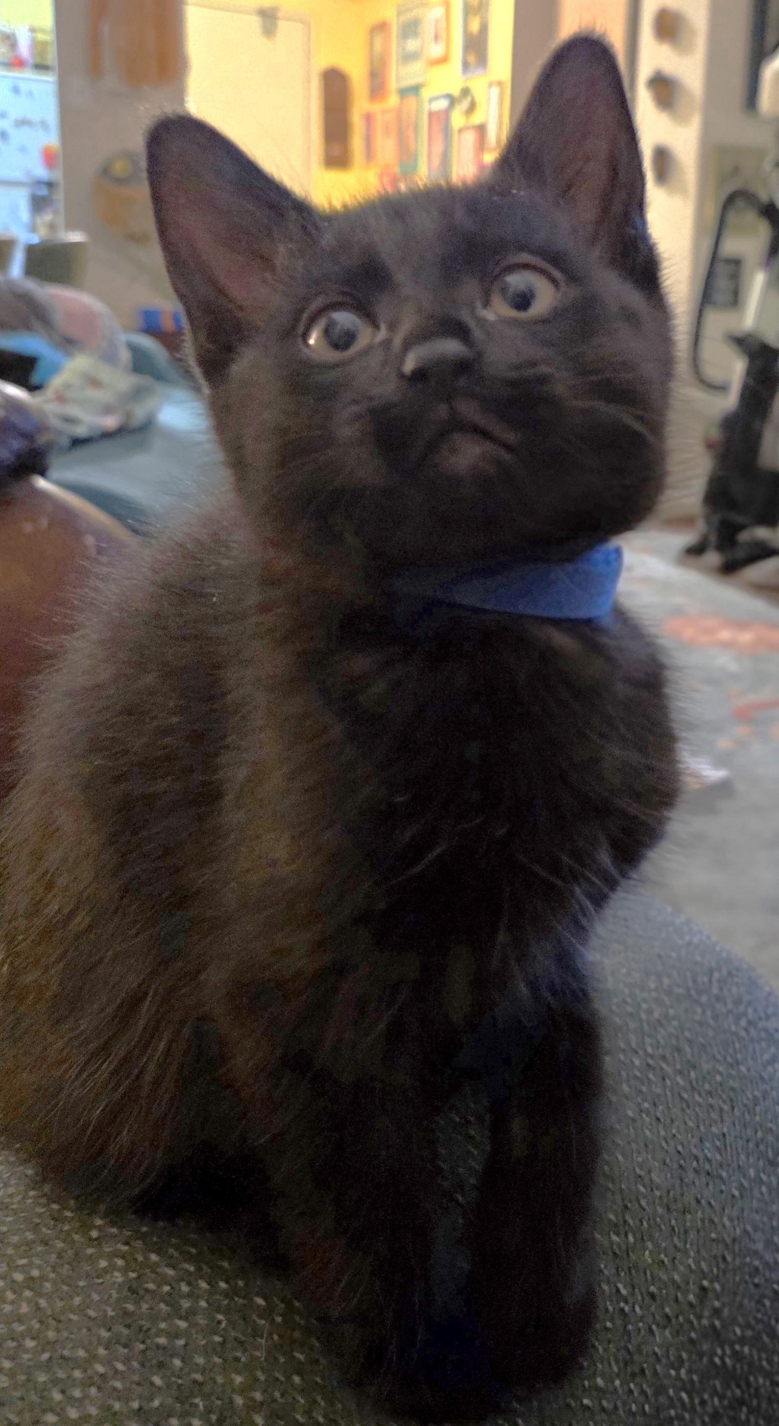 Cosmo, Adoptable, Kitten Male Domestic Short Hair.