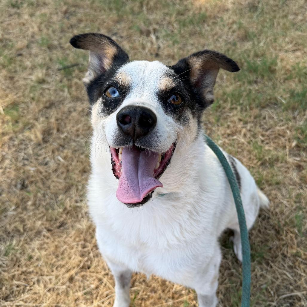 Ollie, Adoptable, Senior Male Australian Shepherd.