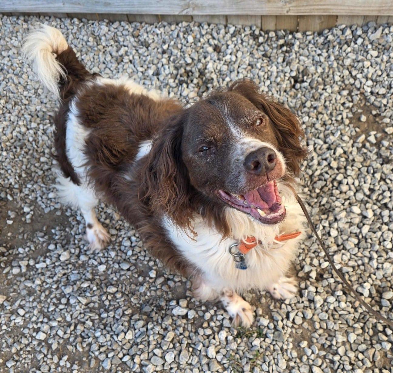 Mattieu aka Matt - 20043481 - OH, a ADOPTABLE Brittany Spaniel in Sugar Grove, IL image 4/4