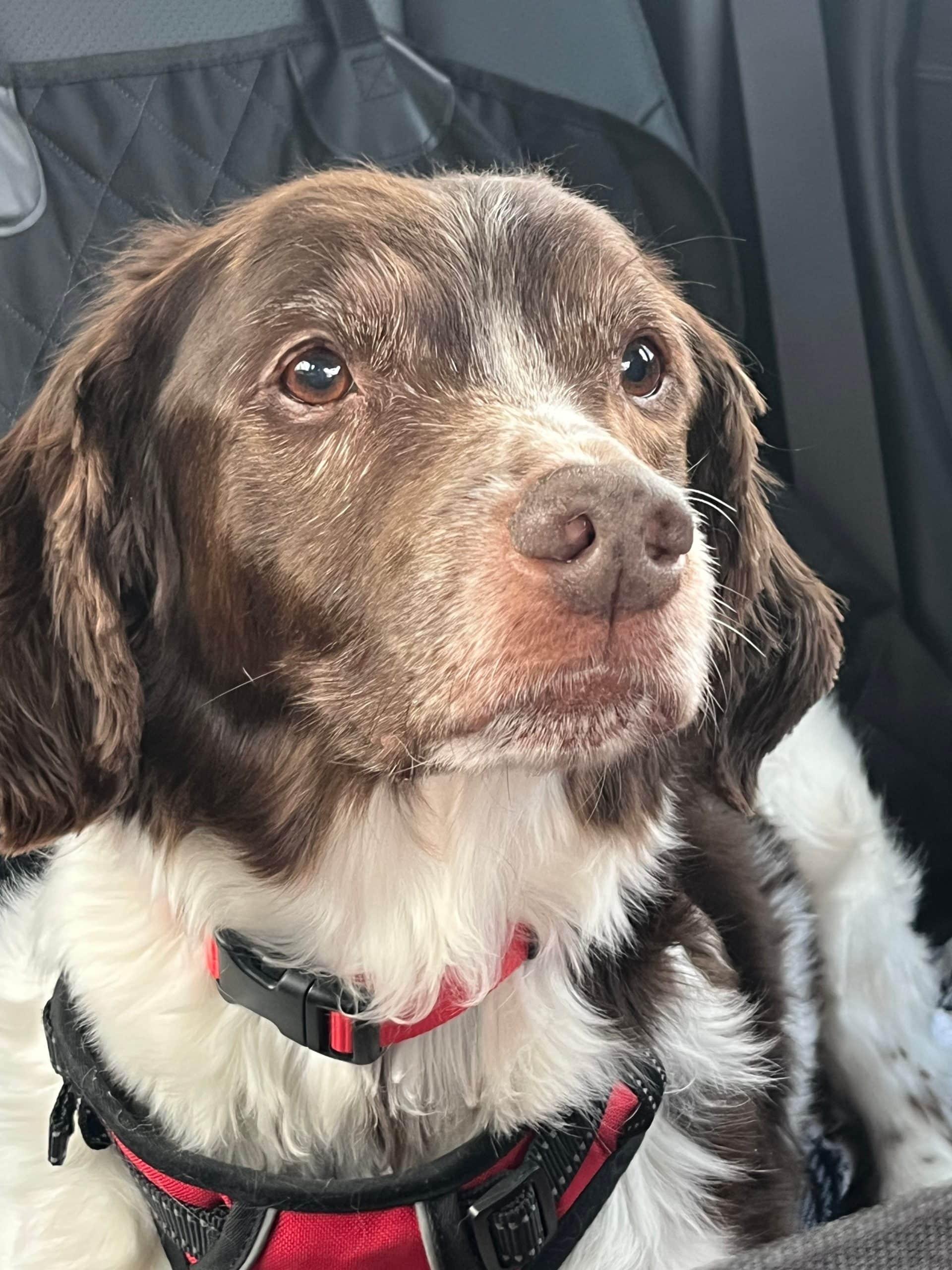 Mattieu aka Matt - 20043481 - OH, a ADOPTABLE Brittany Spaniel in Sugar Grove, IL image 2/4