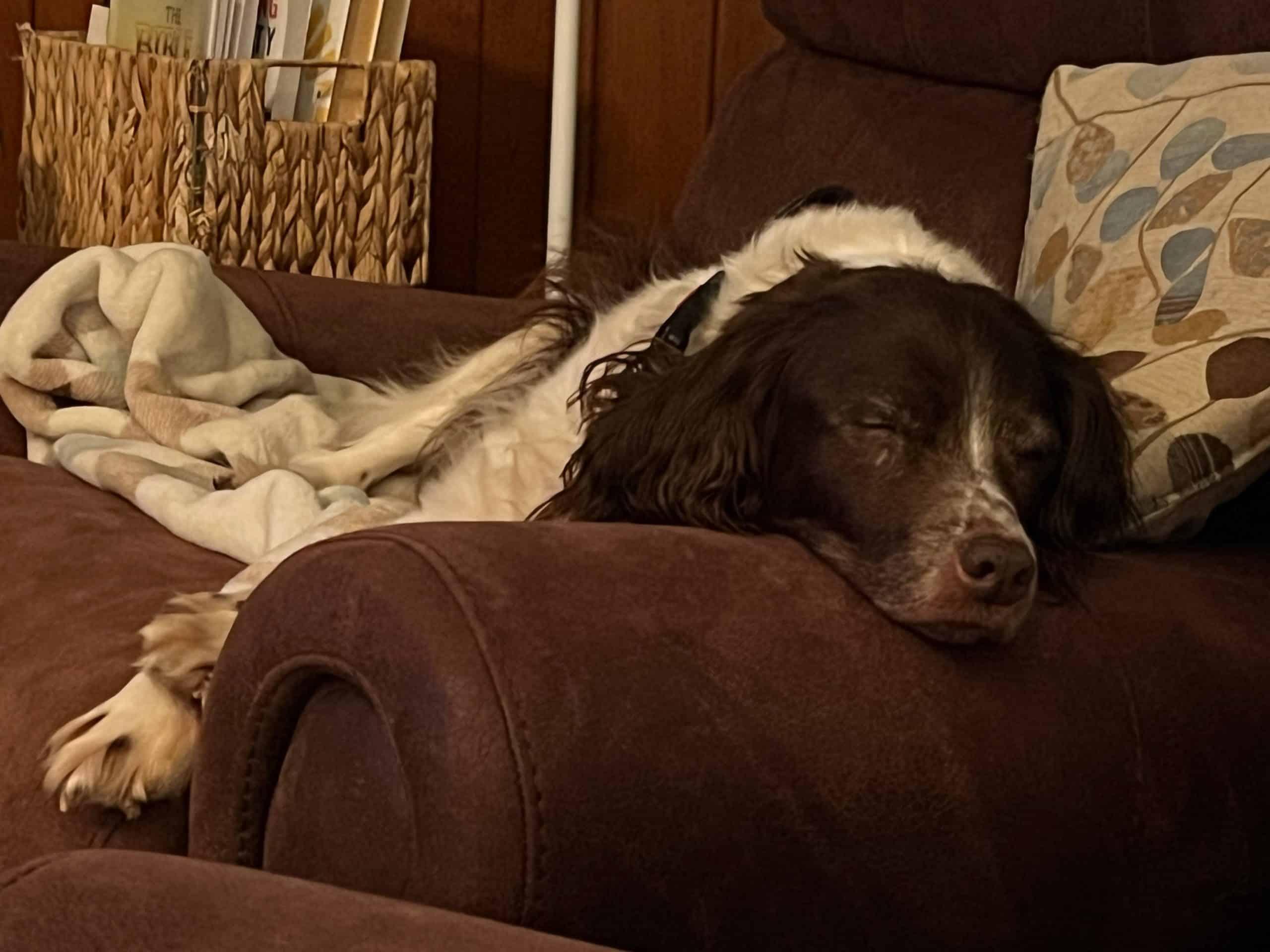 Mattieu aka Matt - 20043481 - OH, a ADOPTABLE Brittany Spaniel in Sugar Grove, IL image 1/4