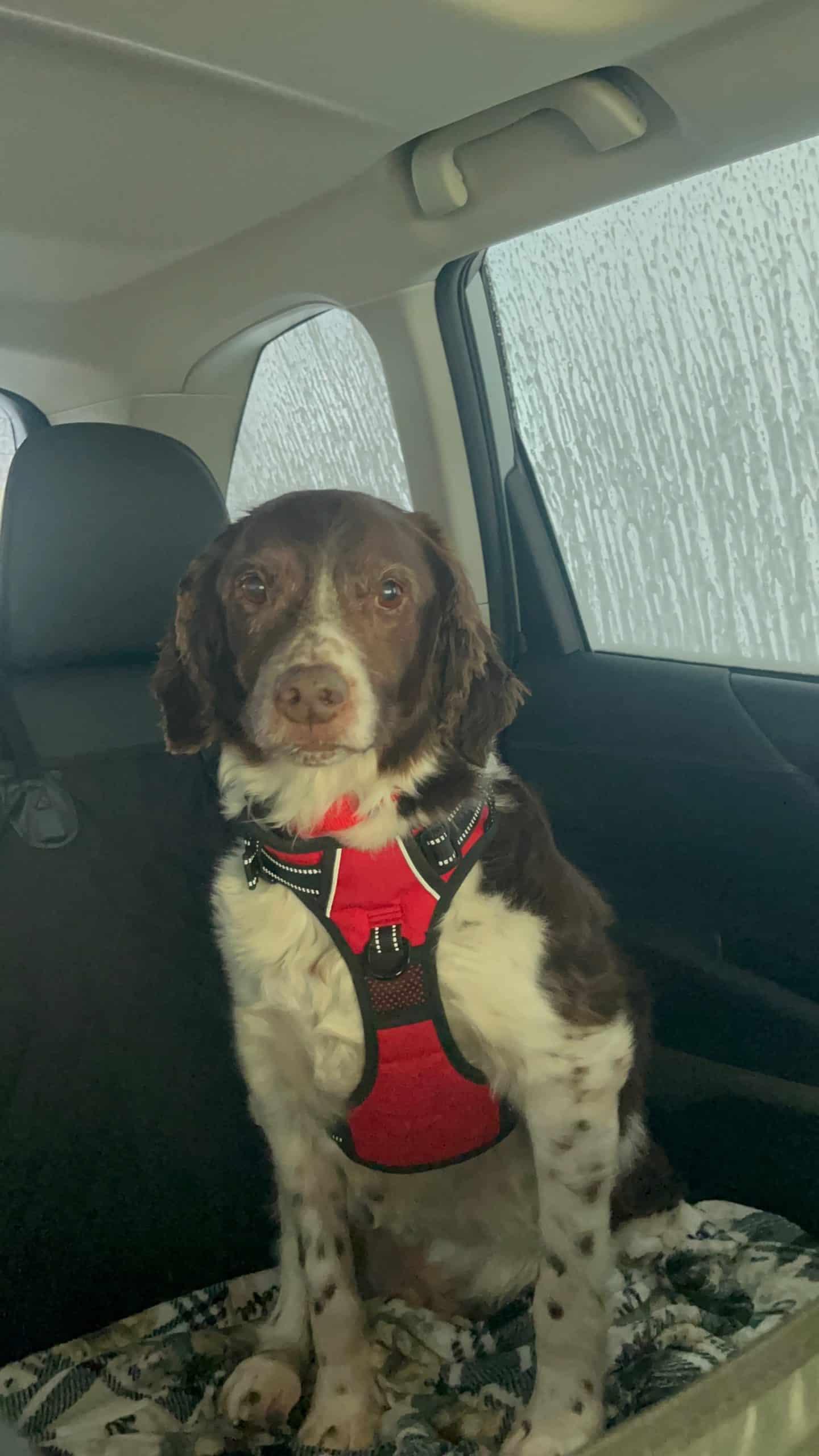 Mattieu aka Matt - 20043481 - OH, a ADOPTABLE Brittany Spaniel in Sugar Grove, IL image 3/4