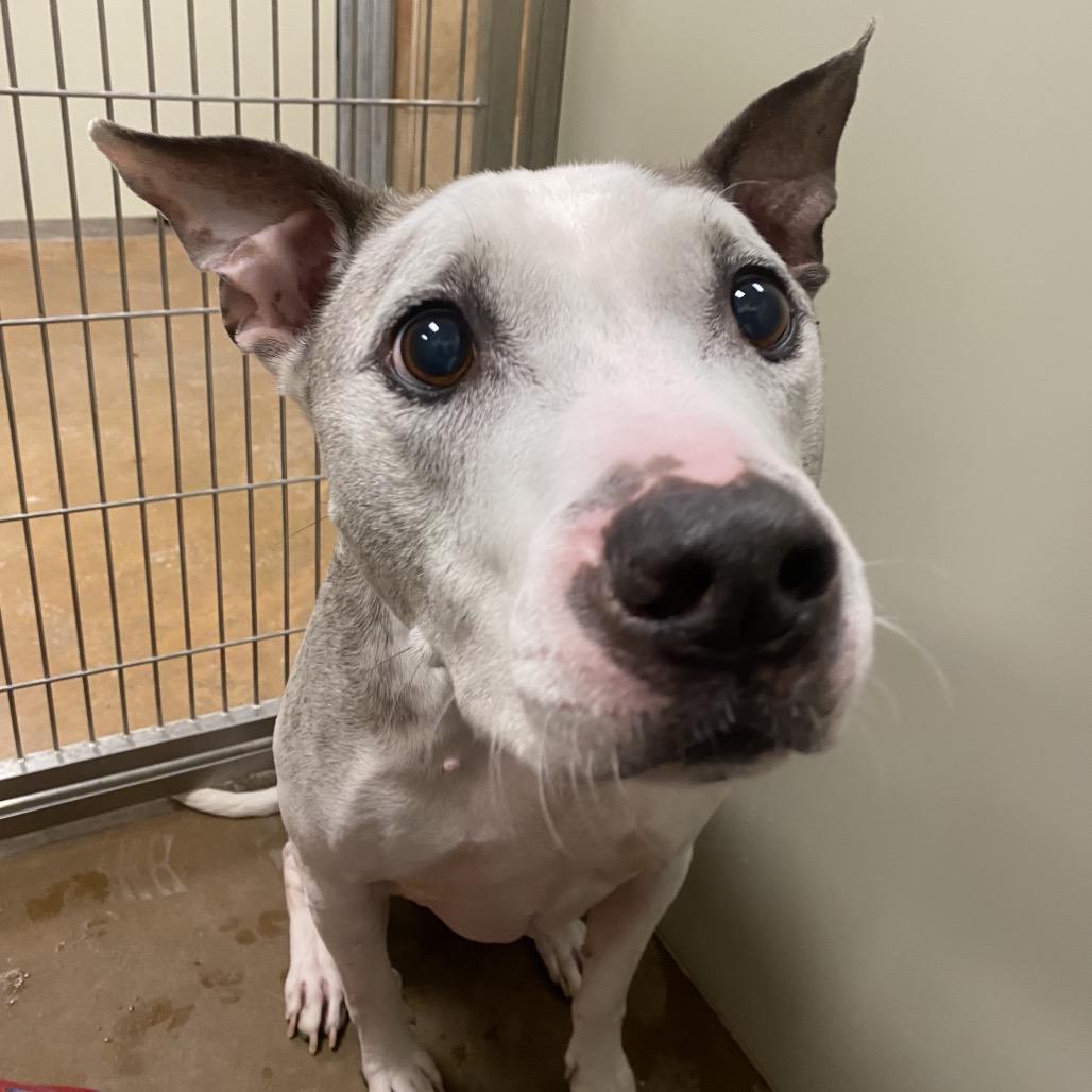 Duke of Woofton, Adoptable, Senior Male Pit Bull Terrier.