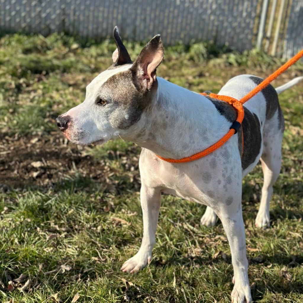 Enlarge Duke of Woofton, a Adoptable mixed breed in Spokane, WA image 1/6