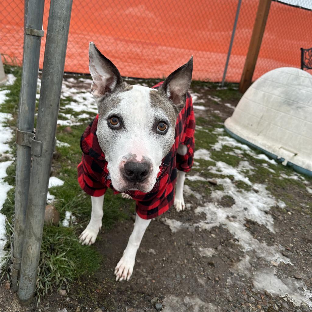 Enlarge Duke of Woofton, a Adoptable mixed breed in Spokane, WA image 2/6