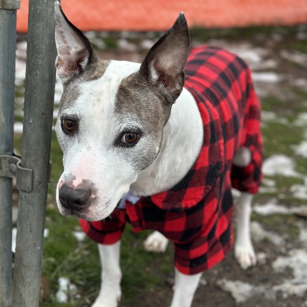 Enlarge Duke of Woofton, a Adoptable mixed breed in Spokane, WA image 5/6